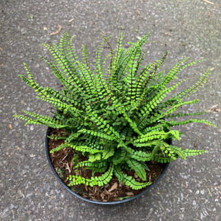 Asplenium trichomanes (fern) - 3ltr pot