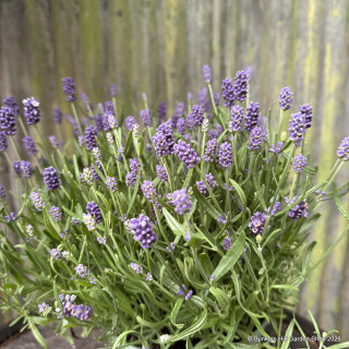 Lavender angustifolia 'Hidcote' - 3ltr pot