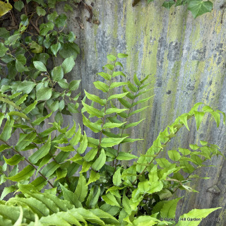 Cyrtomium Fortunei - 3ltr pot