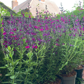 Salvia 'Amethyst Lips' - 3 litre pot