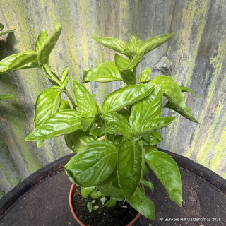 Sweet Basil - 11cm