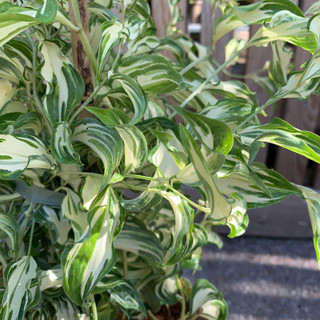 Disporum contoniense 'Moonlight' - 2L