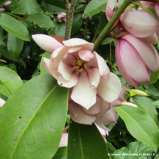 Magnolia 'Fairy Blush' - 4ltr pot