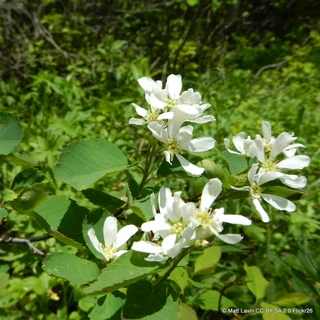 Amelanchier 'Smoky'
