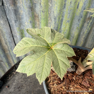 Tetrapanax 'Rex' 2L