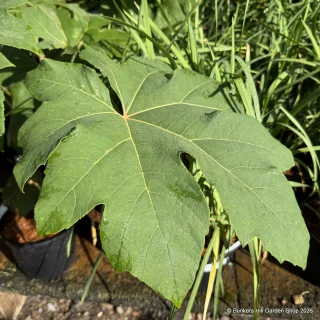 Tetrapanax 'Rex' 2L