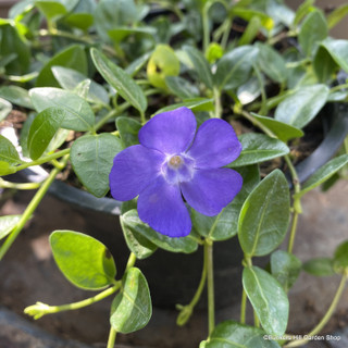 Vinca minor (Periwinkle) - 2ltr