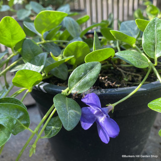 Vinca minor (Periwinkle) - 2ltr