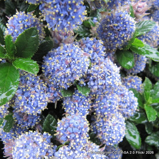 Ceanothus 'Blue Mound' (Californian Lilac) 2L