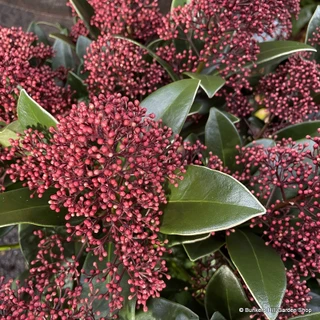 Skimmia japonica 'Rubella' - 2ltr