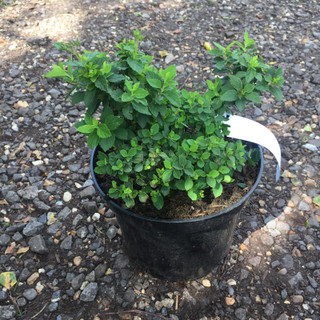 Spiraea 'Little Princess' - 3ltr