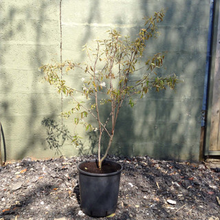 Amelanchier canadensis (multi-stemmed) - 10ltr