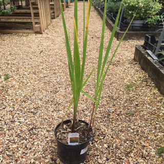 Crocosmia 'Lucifer' - 2ltr