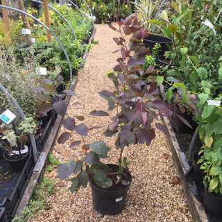 Cotinus 'Grace' (Smoke bush) - 10ltr