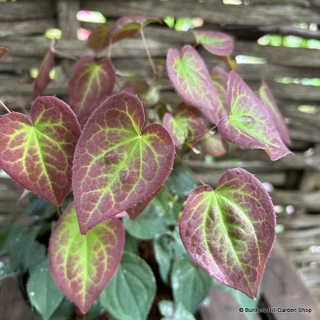 Epimedium x rubrum - 2ltr