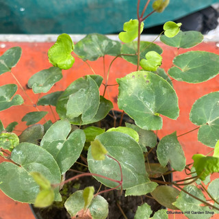 Epimedium versicolor 'Sulphureum' - 2ltr