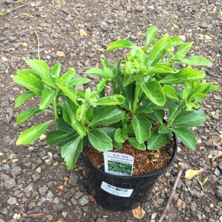 Pachysandra terminalis - 2ltr