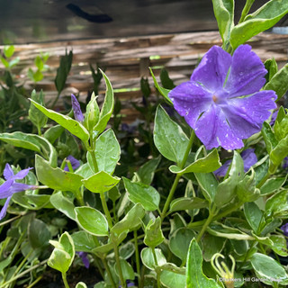 Vinca major 'Variegata' (Periwinkle) - 2ltr