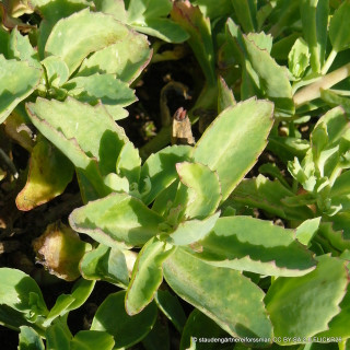 Sedum telephium 'Carl'