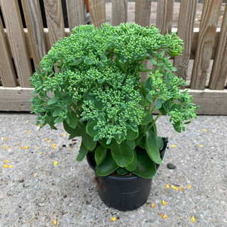 Sedum 'Herbstfreud' (syn. 'Autumn Joy')