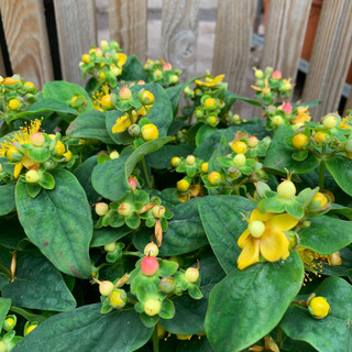 Hypericum 'Miracle Blossom'