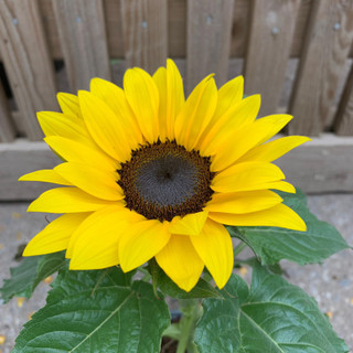 Helianthus 'Sunsation' - Sunflower