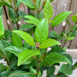 Viburnum tinus 'Lady Bird' 5L