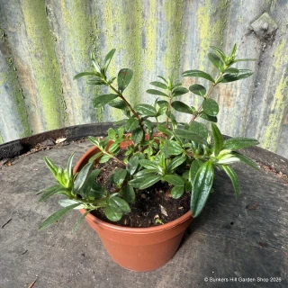 Helianthemum 'Ben Ledi' (11cm)