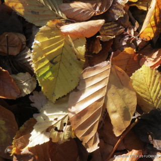 Carpinus betulus (Hornbeam) 40-60cm - 5.5ltr pot