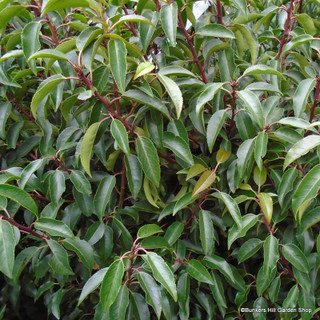 Prunus lusitanica 'Angustifolia' (Portuguese Laurel) 80-100cm -  10ltr