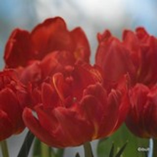 Tulip 'Abba' - PACK of 8 bulbs