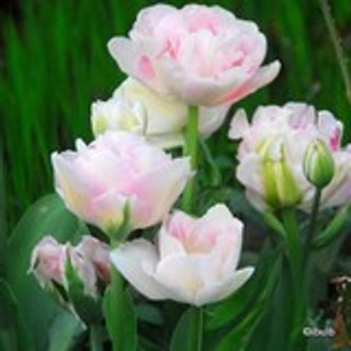 Tulip 'Angelique' - PACK of 9 bulbs