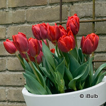 Tulip 'Couleur Cardinal' - PACK of 5 bulbs
