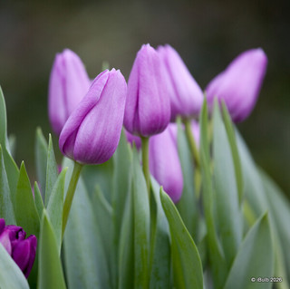 Tulip 'Bleu Aimable'