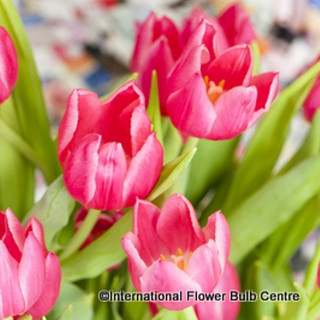 Tulip 'Christmas Marvel' - PACK of 13 bulbs