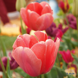 Tulip 'Christmas Marvel' - PACK of 6 bulbs