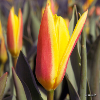 Tulip 'Giuseppe Verde' PACK of 9 bulbs