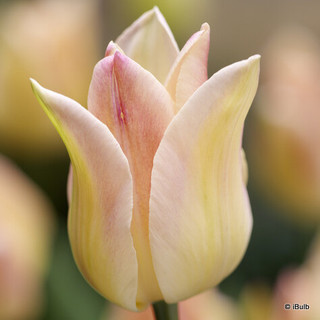 Tulip 'Elegant Lady - PACK of 5 bulbs