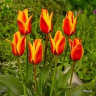 Tulip 'Cape Cod' - PACK of 14 bulbs