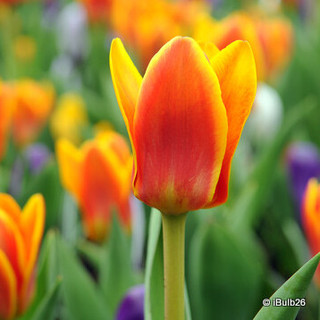 Tulip 'Cape Cod' - PACK of 9 bulbs
