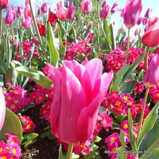 Tulip 'China Pink' - PACK of 7 bulbs