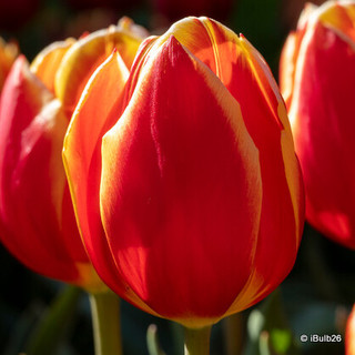 Tulip 'Calypso' - PACK of 9 bulbs