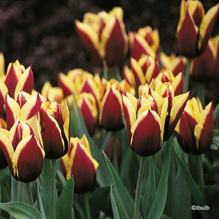 Tulip 'Gavota' - PACK of 7 bulbs