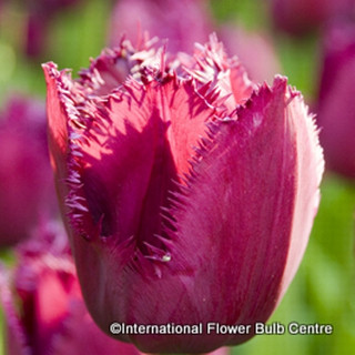 Tulip 'Curly Sue' - PACK of 9 bulbs