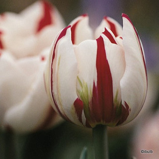 Tulip 'Carnaval de Nice' - PACK of 8 bulbs
