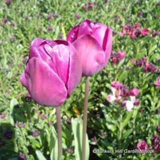 Tulip 'Purple Prince' - PACK of 8 bulbs