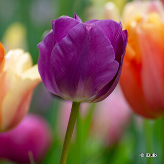 Tulip 'Purple Prince' - PACK of 4 bulbs