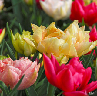 Tulip 'Mixed Double' - PACK of 4 bulbs