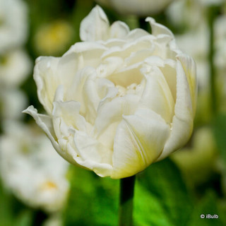 Tulip 'Mount Tacoma' - PACK of 5 bulbs