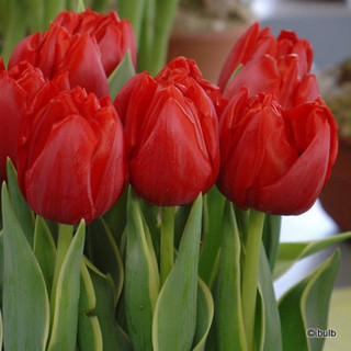 Tulip 'Kingsblood' - PACK of 7 bulbs